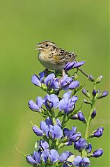 Grasshopper Sparrow